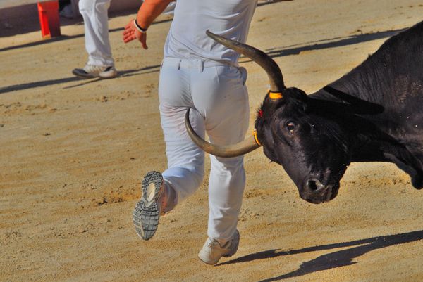 La_Course_Camarguaise_par_l_image/Les_Insolites/ins__110_.jpg