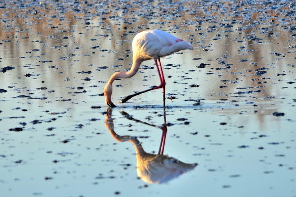 Oiseaux_en_Camargue/oiseaux1_16.jpg